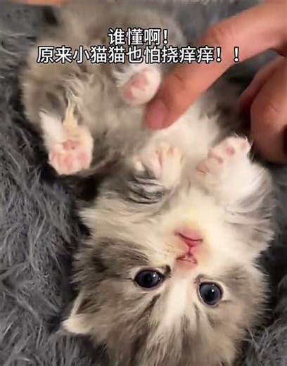 She Regrets the Tickle Instantly 😹