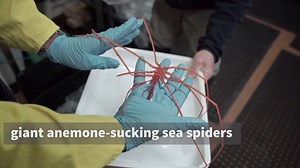 9.4K views · 173 reactions | You may have heard about the RV Investigator's latest voyage, Sampling the Abyss, led by Museums Victoria. Among a slew of research endeavours, the voyage mapped the seafloor and brought up such aptly-named wonders as the lizardfish, the blobfish, and the faceless fish. Here's a serene nautical clip from the trip to soothe your Friday woes. #abysslife #RVInvestigator | CSIRO | Facebook