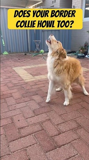 Day 6 of darcy the dog showing you how he can howl