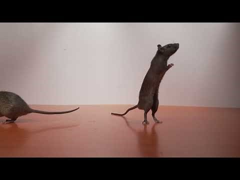 Mice for Cats to Watch - CAT GAMES 🐀 3 HOURS