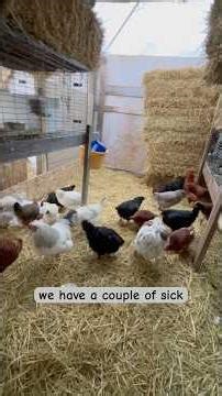 Our chicken/rabbitry set up in Alaska!#homesteadlife #alaska #backyardchickens #rabbitry