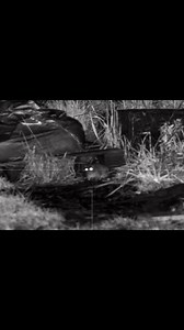 #These are getting ridiculous, Big | Farmland Rat Shooting