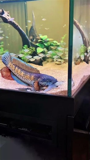 Will This Shrimp Survive a Channa Auranti ❓❓