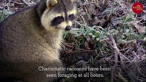 Autumnwatch New England: Meet the cast!