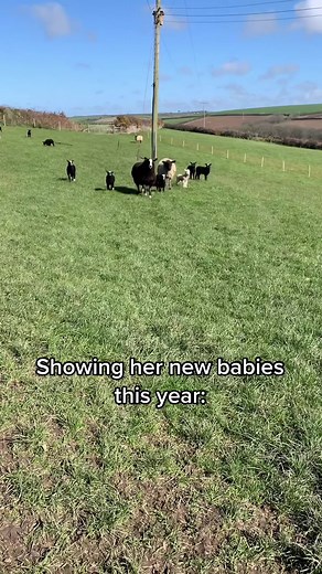 Adorable Shepherdess Showing Her New Lambs | Farming Cutie