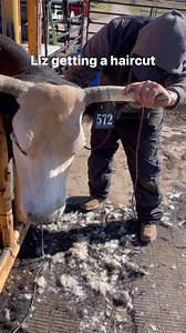 Liz, she has been beyond a favorite at our house. It’s Garrett’s first cow. John and I gave the boys a loan to buy their goats. They get to the ones who make the wheels turn on them and part of that is making hard decisions about how to pay off the note. . Somehow Liz got missed as a calf for the dehorning. When she came through as a yearling Garrett happened to be there and long story short he had a love affair with horned cattle and ole’ Liz kept her set. She’s ran with the donors, she is pret