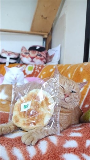 抹茶 260913 #cat #のせ猫 #cute #ねこ #猫のいる暮らし #抹茶
