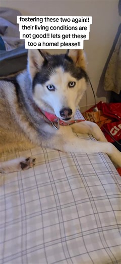 Husky Rescue: Help Find These Dogs a Forever Home