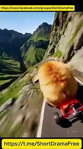 Substitute Bride For The Ceo ShortDrama DRAMA - FULL HD [ENG SUB]