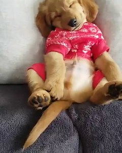 The cutest 💤 Mr.Hiro_shiba | 9GAG Cute