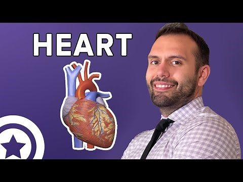 Anatomy of the Heart | HIGH-YIELD CARDIOLOGY | USMLE STEP 1