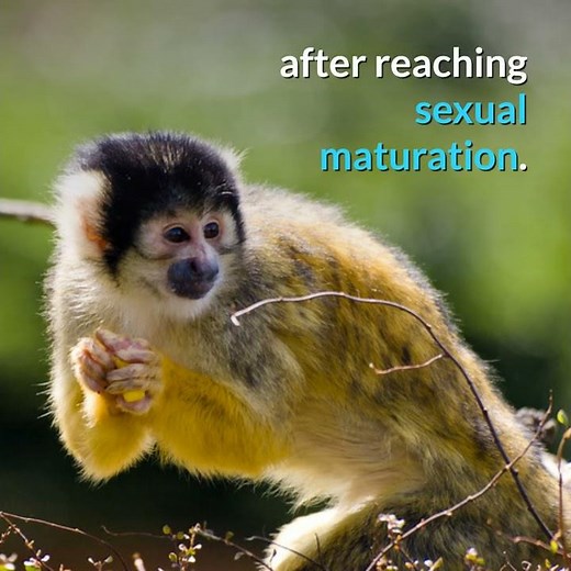 Black Capped Squirrel Monkey || Description and Facts!