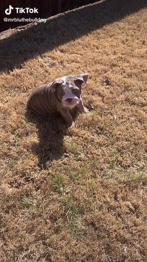English Bulldog Reacts to Puppy Whining Sounds