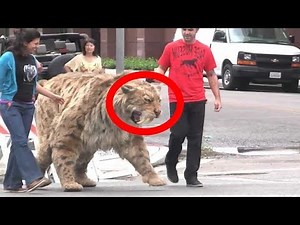 Extinct And STILL ALIVE Saber Tooth Animals!