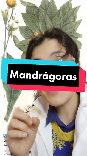Mandrágoras: La planta mágica que grita