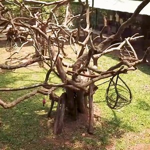 1.3M views · 34 reactions | Animal Love Rescue Center is home to over...