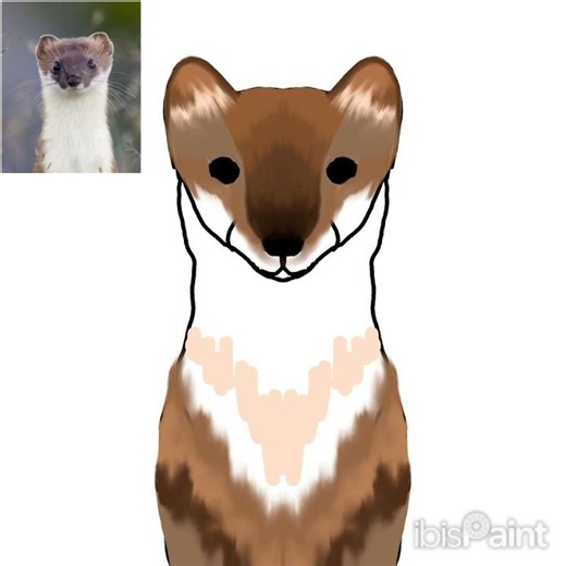 Wiesel zeichnen #zeichnung #digitalart #fypシ #dessin #weasel #wiesel #drawing #art #bild