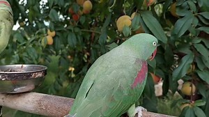 13K views · 1.3K reactions | Amazing Talking Parrots Eating Fresh Peaches From Tree | Parrot Paradise | Facebook