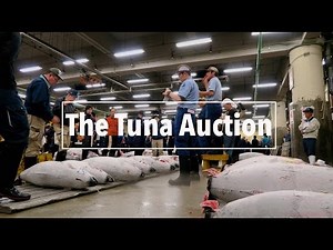 Tuna Auction at Tsukiji Fish Market in Tokyo | A Travel Movie