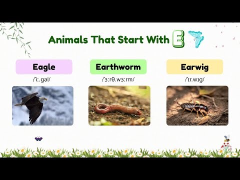 120 ANIMALS That Start With Letter E 🦅 | A to Z Animals | Learn Animal Names | English For Beginners