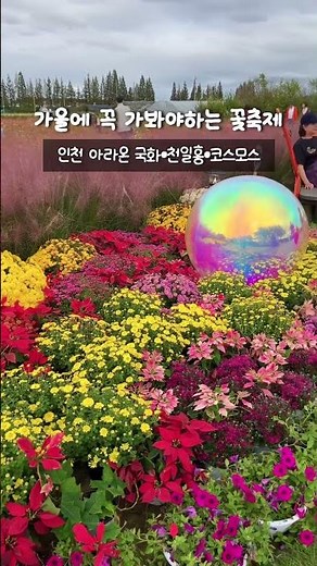 인천 가볼만한곳 인천 가을꽃축제 계양 아라온 국화 천일홍 코스모스