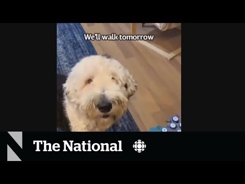 #TheMoment Bunny the dog learned how to ‘speak’