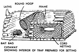 How does a lobster trap? [2025] | QAQooking.wiki