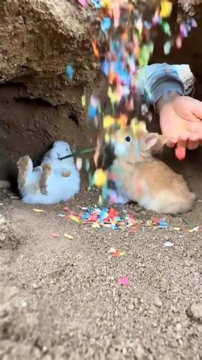 Catching rabbit, cute pet debut plan, original Rabbit Golden baby #cute #rabbit #funny #cat