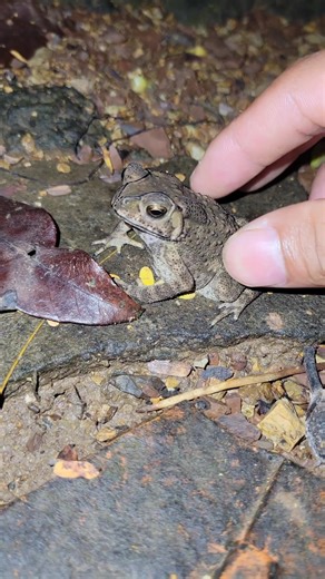 Have fun with scary toads the life of all things #shorts | Shirley Marler