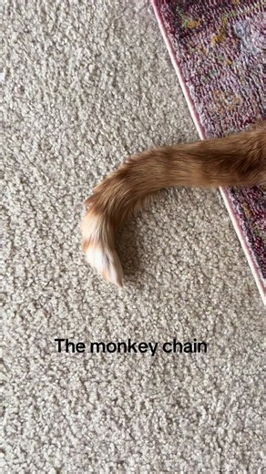Fun with Monkey Chains and Fists: Cute Cats Ahead!