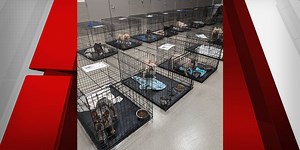 39 dogs found in ‘puppy mill’ taken in by overcrowded Las Vegas shelter