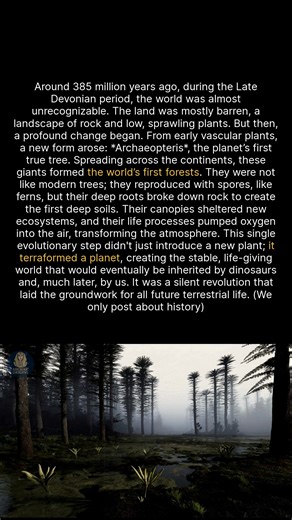 96K views · 1K reactions | The silent revolution of Earths first forests. #history #ancienthistory #worldhistory | Archaic Origins | Facebook