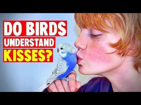 Do Birds Understand Hugs & Kisses?
