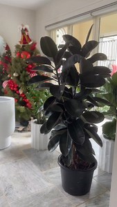 17 reactions | Deck the halls… and make your guests envy it There’s still time to elevate your space with lush plants & statement pots — delivered before Christmas. CARINGBAH - 191 Taren Point Rd  NORTH PARRAMATTA - 1 Bourke St  OPEN 7 DAYS  LUSH FOR LESS  DELIVERY AVAILABLE  250+ ⭐⭐⭐⭐⭐ GOOGLE REVIEWS | Indoor Plant Shed | Facebook