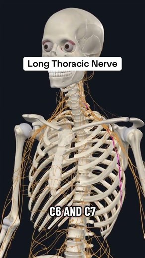 Long thoracic nerve 🧠 #nerve #anatomy