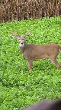 Throwback: CRAZY Opening Day Hunt in Iowa! #deerseason24