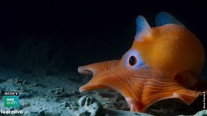 69K views · 734 reactions | The trailer of the biggest cinematic experience of the year - Blue Planet II: One Ocean & The Deep releases TOMORROW! Be prepared to #FeelAlive with the underwater magical world with #BluePlanet2AtPVR :) | Sony BBC Earth | Facebook