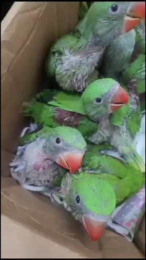 Raw Parrots Baby's for Sale - Low Price, Beautiful Birds