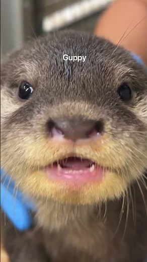 World Otter Day