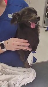 🚨TINY DOG POISONED AND NEEDS HELP!!🚨 We were contacted by the doctors at El Paso Animal Hospital about a little long haired Chihuahua that was just surrendered to their clinic. This poor girl got into something toxic and the poison is wreaking havoc on her system. In the video you can see she is shaking and seizing 😓. We don’t know a prognosis or an estimate for treatment at this point but we have to get treatment started NOW or we risk permanent damage to her kidneys, liver and brain. Please