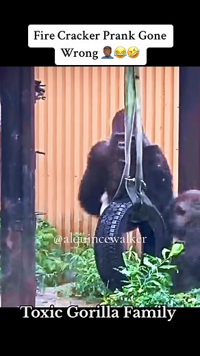 114K views · 6.2K reactions | Firecracker Prank Gone Wrong 臘‍♂️藍 #voiceover #gorilla #toxicgorillafamily #alquincewalker #comedy #skit #funnyvoiceover #animalvoiceover #funnyanimals #toxicrelationship #CapCut | Alquince Walker | Facebook