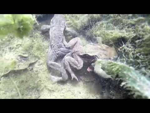 Bassin à poissons avec les amours et la ponte de crapauds - Milhas - 31