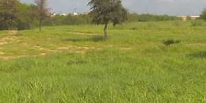 City addresses concerns about overgrown grass