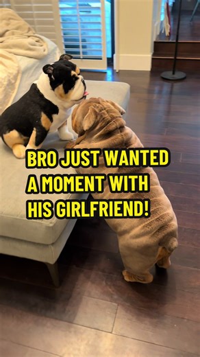 Hilarious Dog Moment with New Girlfriend