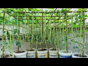 Growing long beans for urban gardening is so easy - Growing long beans in plastic containers