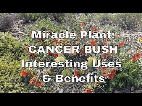 Interesting CANCER BUSH Benefits and Uses (Sutherlandia Frutescens) - Montevue Nature Farm