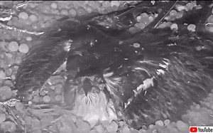 鉄槌のごとく降り注ぐ雹に打たれながら卵を守り抜いたミサゴの母鳥 | カラパイア