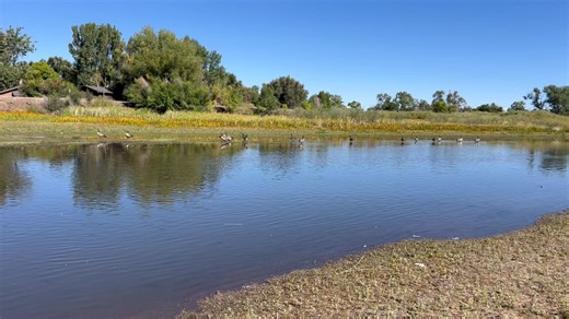 9.8K views · 150 reactions | Trailing along the Rio Grande riverbed this Sunday morning. Watch for the foxes. | Alamosa Citizen | Facebook
