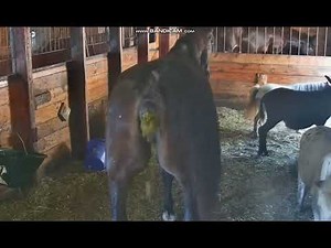 horse pooping wet poop