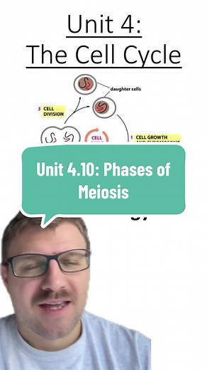 Understanding the Phases of Meiosis in Biology